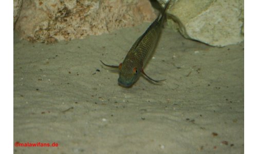 Tropheus moorii chaitika